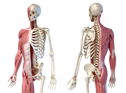 muscular and skeletal representation