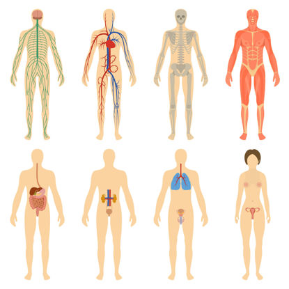 graphic of representations of human systems